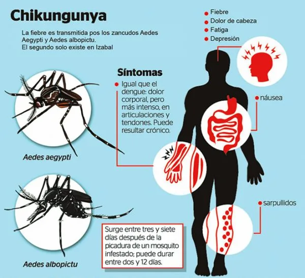 sintomas chikungunya